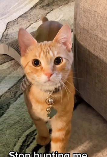 Understanding Cats as Natural Hunters