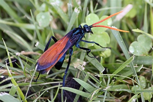 It has one of the most painful stings on Earth and can eat a tarantula alive from inside out - meet the deadly tarantula hawk wasp | Discover Wildlife