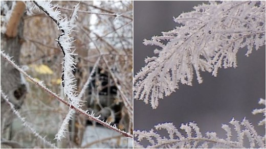 Rime ice vs. Hoarfrost: Can you spot the difference?