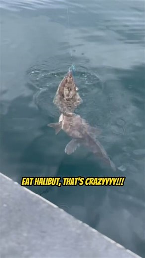 Your Saltwater Guide on Instagram: "Ling Cod Eating Halibut in Alaska! Your Saltwater Guide is Sponsored by AFTCO - American Fishing Tackle Company."