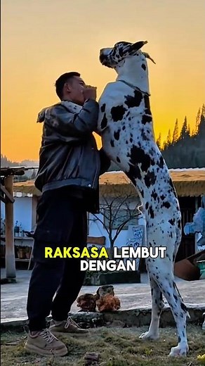 Great Dane Giant Dog#shorts #greatdane #facts
