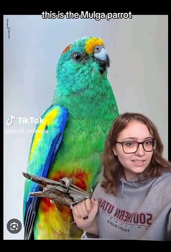 Exploring the Mulga Parrot in Australia