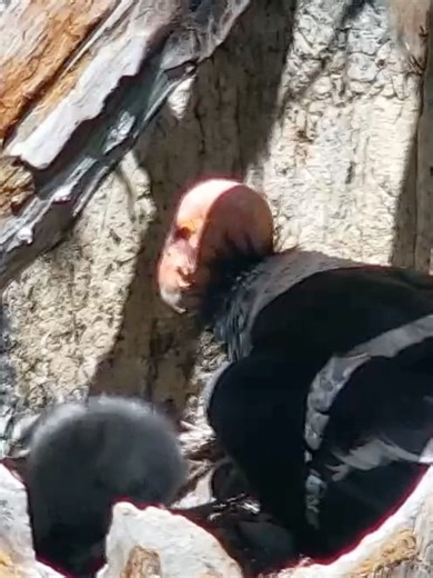 Meet Aurora, the new seat addition to the condor family. Aurora will grow to adult size and fledge in just 6 months! Be sure to check out our Condor Nest Camera to watch her growing journey. | explore.org