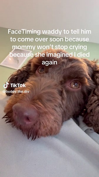 Buddy the div on TikTok