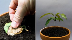 Growing Mango Tree From Seed Time Lapse - 57 Days