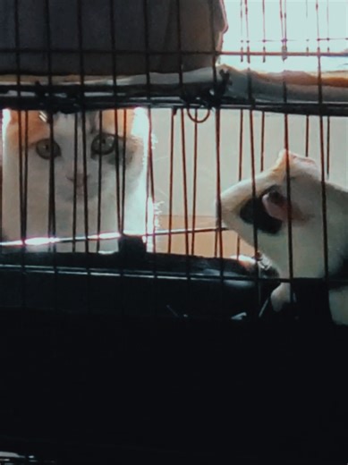 Cute Guinea Pig and Cat Interaction on TikTok