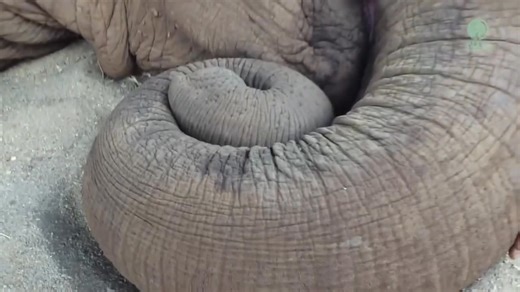 Watch as Faamai falls asleep as Lek Chailert sings a lullaby to her at the Elephant Nature Park. ♥️ | Protect All WildLife
