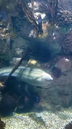 Honeycomb Moray Eel | Scripps Birch Aquarium La Jolla, San Diego California