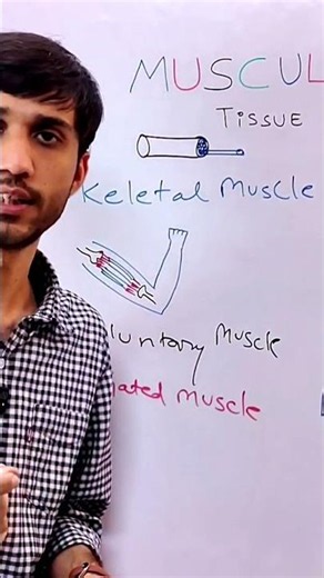 Skeletal Muscle