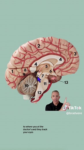 Understanding Brain Structures and Functions
