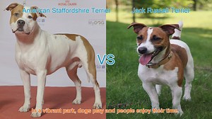 American Staffordshire Terrier vs. Jack Russell Terrier: A Breed Comparison
