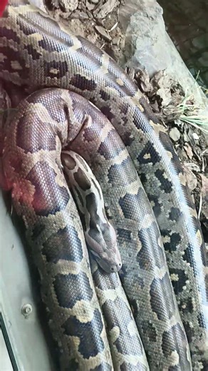 Giant Ajgar 🐍 | Zoo Moment