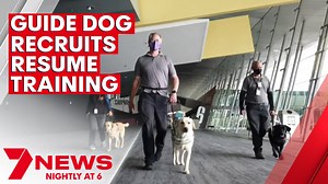 12K views · 85 reactions | For the first time since the start of the pandemic, guide dog puppies are back in the classroom. It’s welcome news for vision impaired Victorians who have had to wait up to nine months for a companion because of a lockdown backlog. 7NEWS at 6pm | www.7NEWS.com.au #7NEWS | 7NEWS Melbourne | Facebook