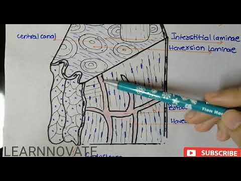 HAVERSIAN SYSTEM OF BONE || MICROSCOPIC STRUCTURE OF BONE TISSUE