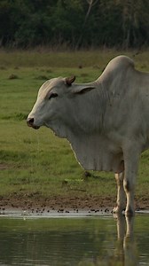 63K views · 456 reactions | Ox Drinking Water #nature #wildlife #ox #beautiful #serenity HA44588 | HAWI Studios | Facebook