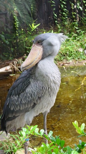 サーナ ハシビロコウ 上野動物園