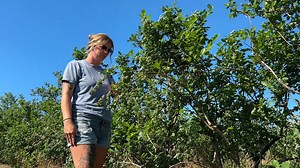 Blueberry Haven Farm ready for prime blueberry picking season