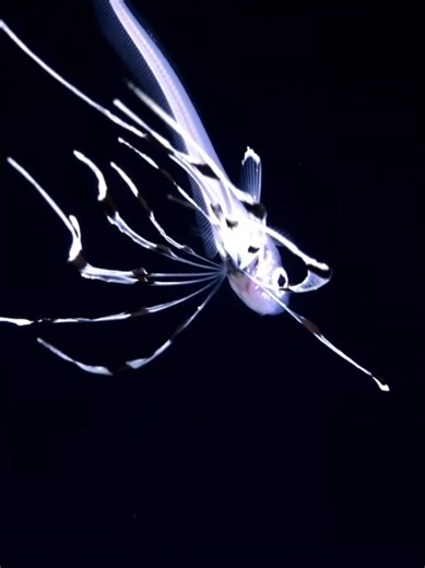 Larval Macrourid! They rarely see larval fish on ROV dives. From @Schmidt Ocean 🌊 dive 898 #livingbioreactors #MarineLife