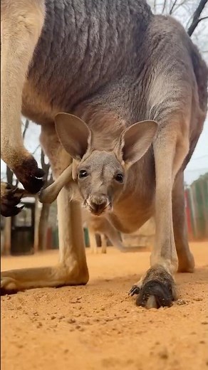 The Secret Life of Kangaroo Babies