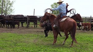 The Waxed Cotton ranch rope is no doubt a favorite! Color options do vary so check out 310ranchlife.com to see all the options! | 3:10 Ranch Life