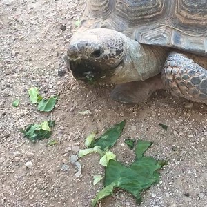 43K views · 533 reactions | Turtles may be slow but they're also just the BEST | Best Pets Ever | Facebook