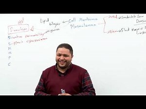 Cell membrane Plasmolemma 1