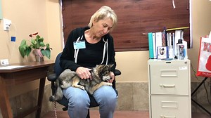 16K views · 447 reactions | Update on Kaylee our tiny Klee Kai. Kaylee has made a lot of progress in a short amount of time. She now enjoys lap time and being loved on. | National Mill Dog Rescue | Facebook