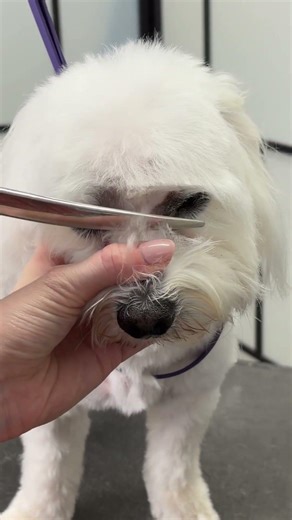 Your Maltese needs this 👀