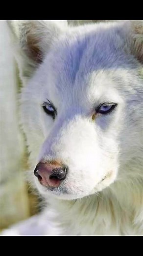 Discover Stunning Wolves in Their Natural Habitats