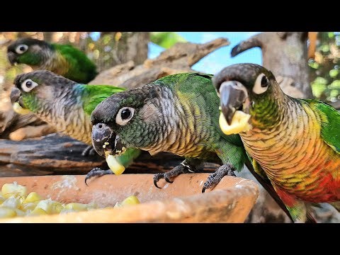 Video for teaching parrots to eat. Green cheek conure parrot sounds.