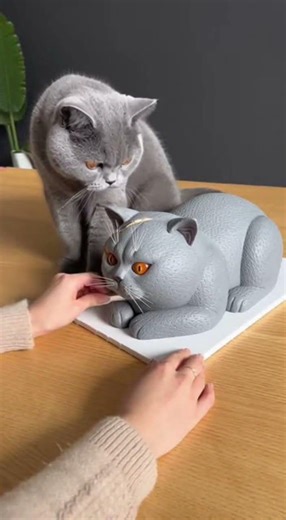 We cut a British Shorthair-shaped cat cake near a real British Shorthair cat — what happened next