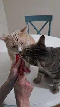 Cute Kitten & Cat Sharing A Treat Together 🐈 🐈‍⬛😺