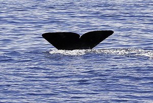 Five sperm whales stranded on Dutch beach