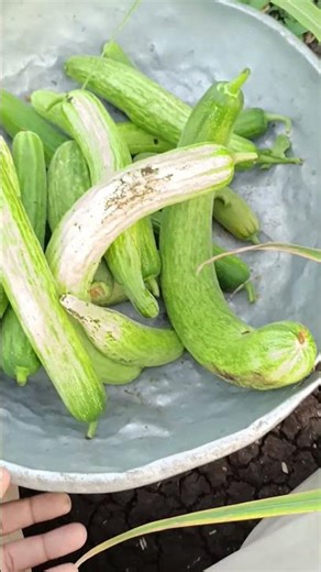 ती 1संध्याकाळ पप्या 😜l#farming #freestyle #shortvideo #agriculture #shortvideoformat #minivlog #like
