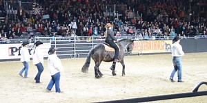 This Horse Hears His Favorite Song, He Nods To His Owner, Then They Stun Everyone
