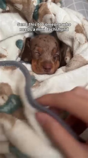 11K views · 655 reactions | Might have gone a little too hard #fyp #funny #funnydog #dachshund #dog #dogsofinstagram #puppy #doggo #dachshundsofinstagram #dachshundoftheday #cutedog | I Love My Dachshund | Facebook