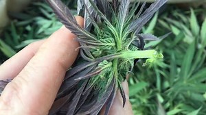 Wet Bucking with the Mother Bucker