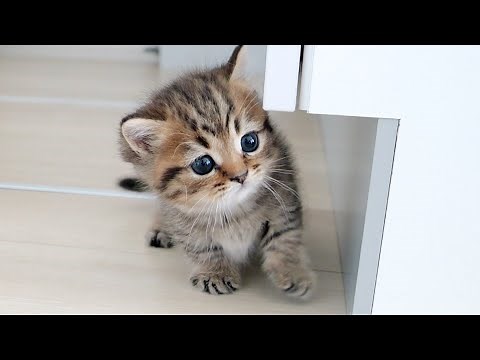 Cat Lili is in the best sweetheart mode ever...