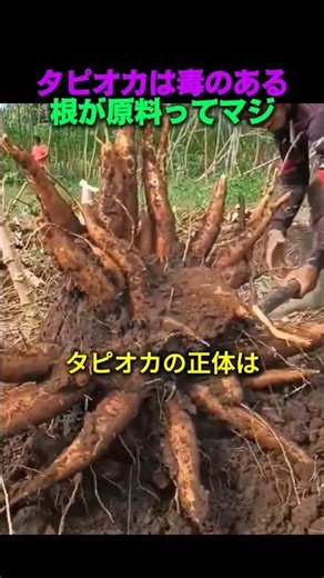 タピオカは毒のある根が原料ってマジ？