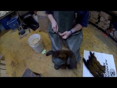 Fur Master Series - Marten Skinning