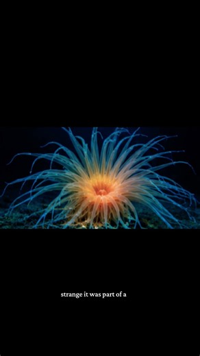 #DeepSea #OceanMystery #EarthMystery
