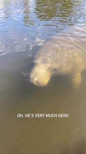 Find yourself a Valentines date that’s just as happy to see you as we are to see the manatees at Tarpon Springs! 💕 🔗 in bio! 📍Get Up and Go Kayaking- Tarpon Springs #manatee #wildlife #tarponsprings #clearkayak #ecotourism