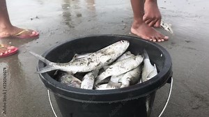4K high definition video of fresh catch of fish in a container after a successful catch in the sea