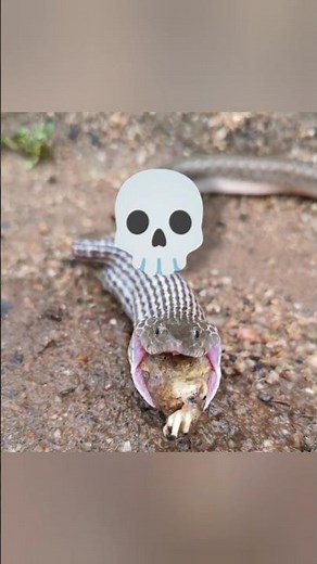 Why do snakes vomit their food? | Darry | #shorts