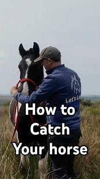 Simple Horse Catching Tips That Actually Work