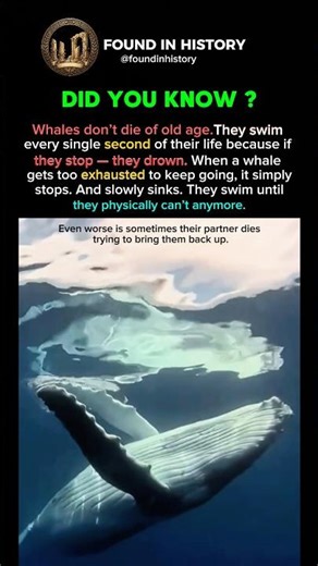 Whales Don’t Die Of Old Age 🐳 #facts #whale #history