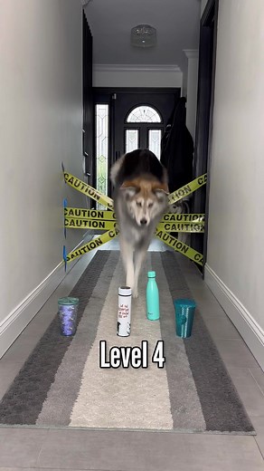 Golden Retriever Obstacle Course Challenge