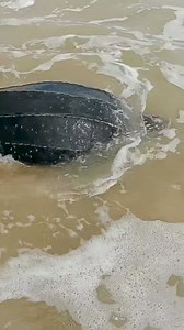 An endangered leatherback Turtle measuring over 5ft in length was released back to the ocean at Opu-Okumbiri in Akassa Clan, Bayelsa State by the Safe Earth Foundation It was caught in a Fisherman's net and the fisherman informed team members of the foundation who swung into action It is believed that there are less than 40,000 leatherback Turtle left in the world The Safe Earth Foundation is an organisation that supports the conservation of Turtles in Southern Nigeria #leatherbackturtle #bayels