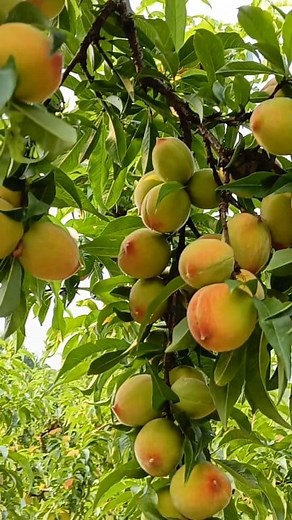 Amazing Peach orchard of Ramgarh (Nainital) Uttarakhand (Part-1) . . . . . . Hill's farming Devbhoomi Uttarakhand . . . . . #shorts #peach #peaches #peachseason #peachtree #farming #farmlife #orchard #summer #summerseason #summerfruits #orchardlife #mountains #nainital #peaceful #village #villagelife #fruitlover #NainitalDiaries #greenery #trees #nainitaldiaries #HillStationVibes #hillstation #uttarakhandheaven #uttarakhand #uttarakhanddiaries #naturelovers #fbreels #devbhoomiuttarakhand Uttarak