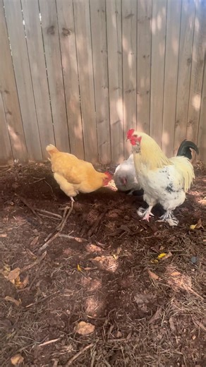 no cluckin lies detected here! Do you agree?😏 #chickens #rooster #hen #friendships #goodadvice #chickenlife #chickensofinstagram #backyardchickens #chickenhappyhour | Chicken Happy Hour